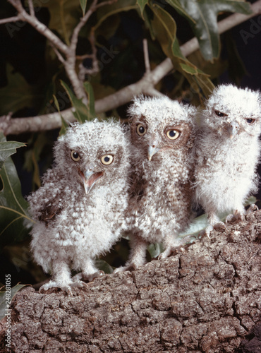 Photos Eastern Screech Owl babies (Megascops Asio)