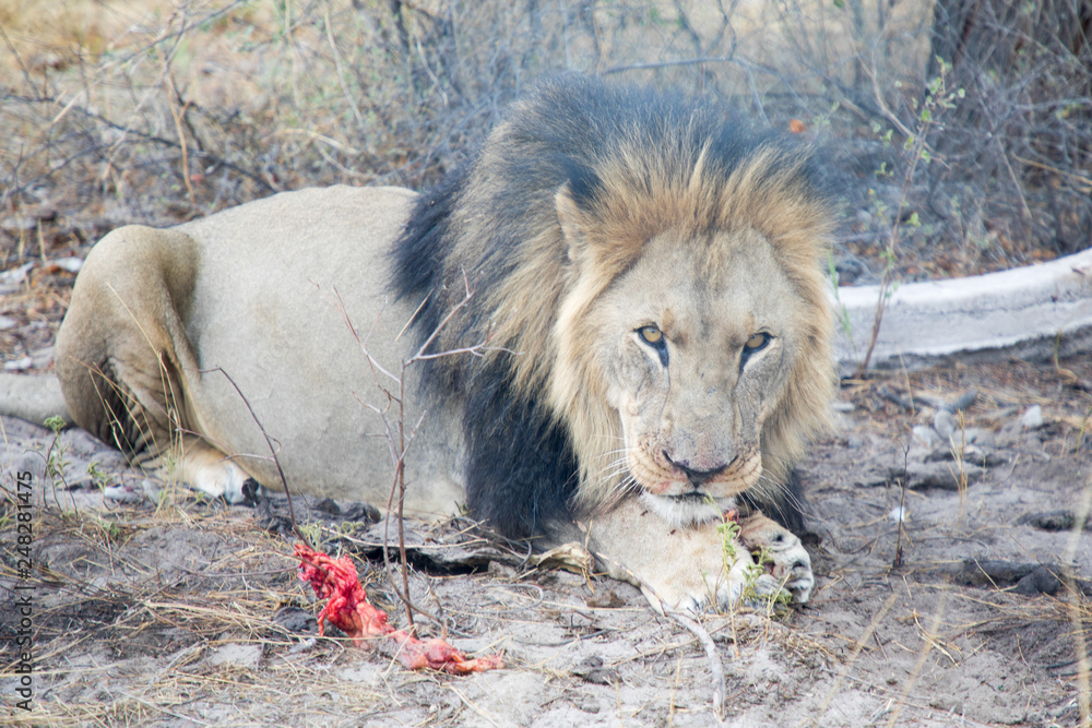 Naklejka premium Male Lion Feeding