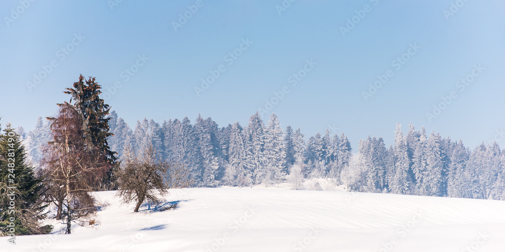 Panorama Winterlandschaft monochrom Bäume