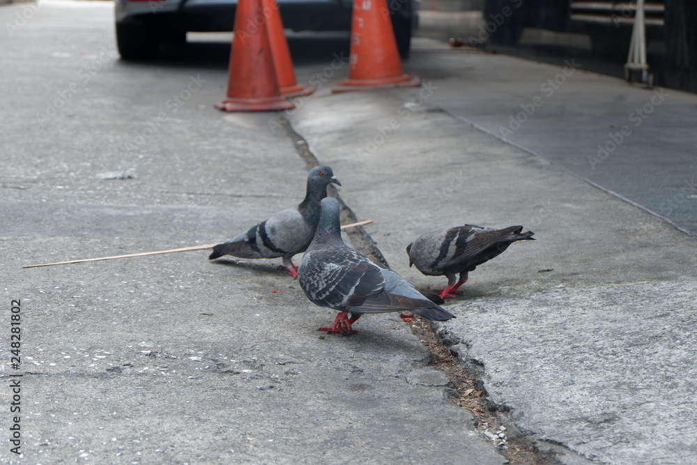 Obraz premium pigeons on the street