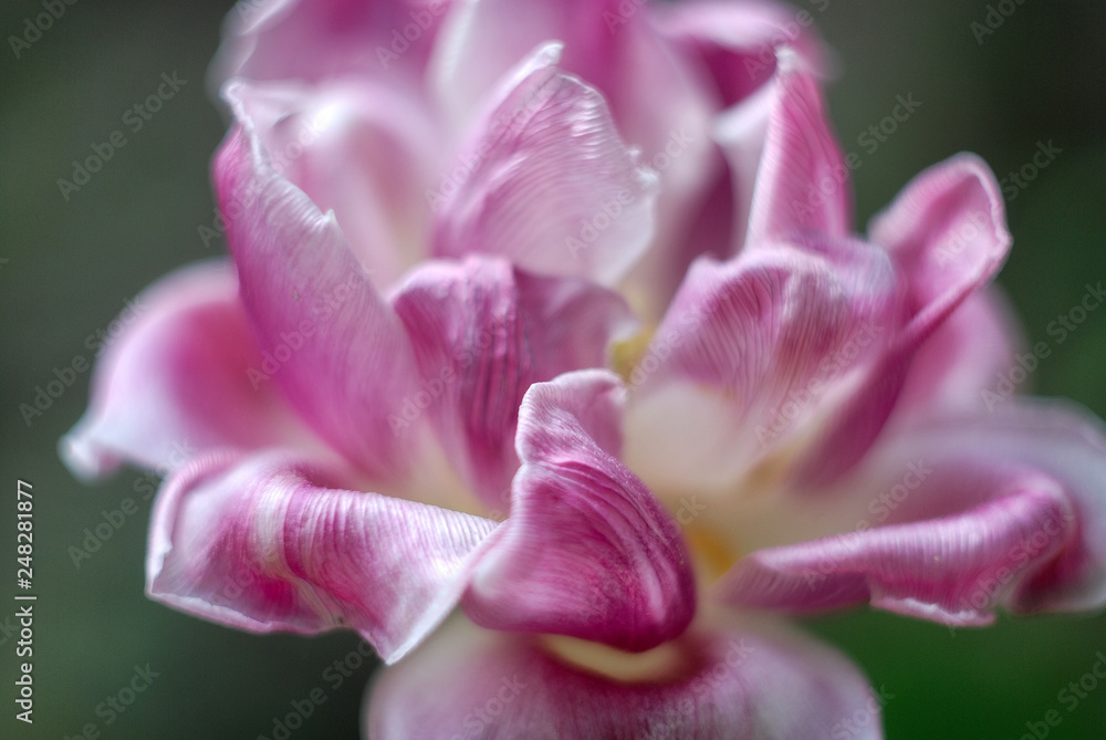 Obraz premium Tulip