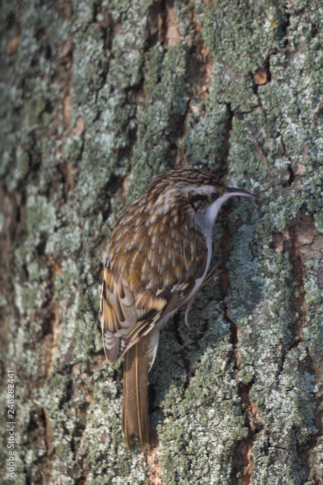 Fototapeta premium Pełzacz 3