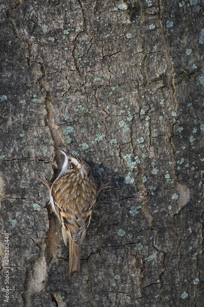 Fototapeta premium Pełzacz 2