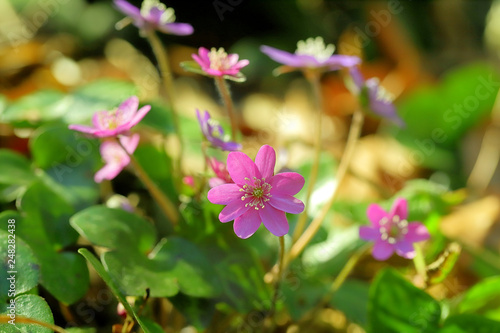 雪割草、ユキワリソウ、野草、早春の花、ピンク、春 © 仁 柴崎