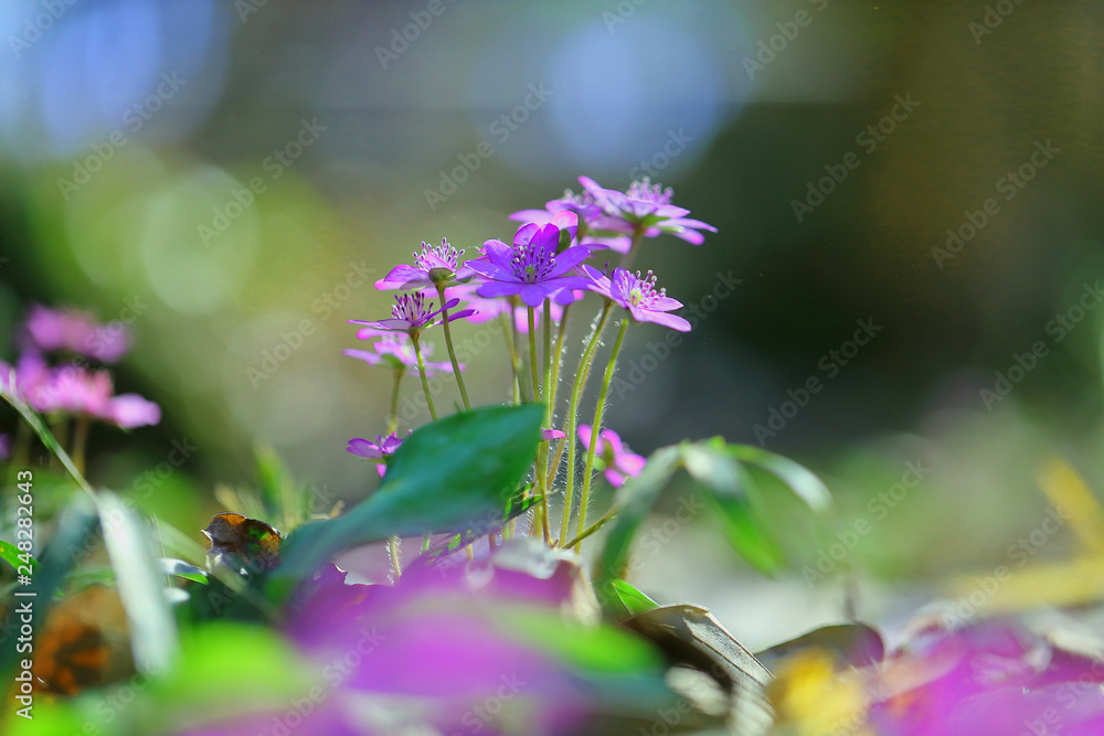 雪割草 ユキワリソウ 野草 早春の花 ピンク 春 Stock Photo Adobe Stock