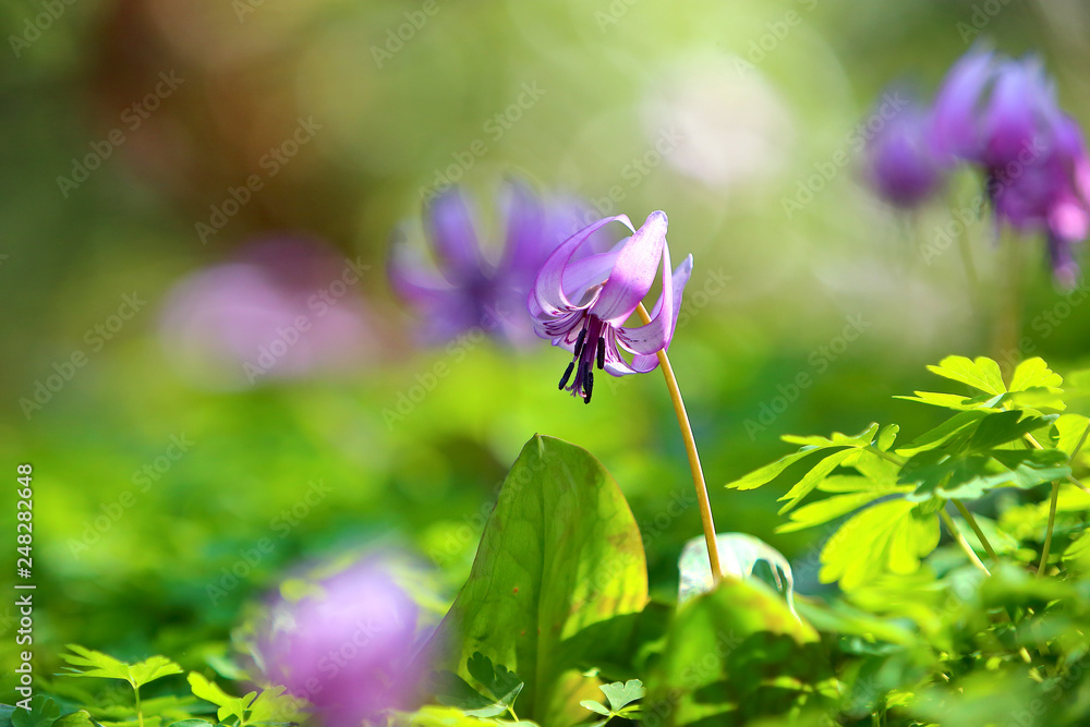カタクリ 春の花 ピンク 春の野草 野草 Stock Photo Adobe Stock カタクリ 春の花 ピンク 春の野草 野草 Stock Photo Adobe Stock