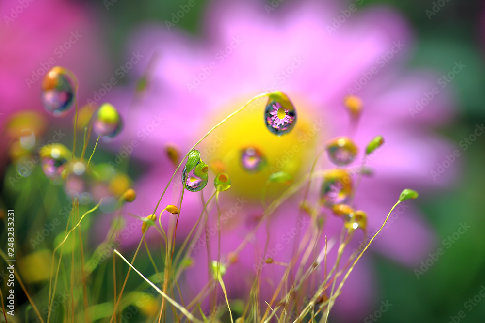 水滴に花 水中花 デージー 水滴 花に水滴 春の花 黄色の花 水滴stock Photo Adobe Stock