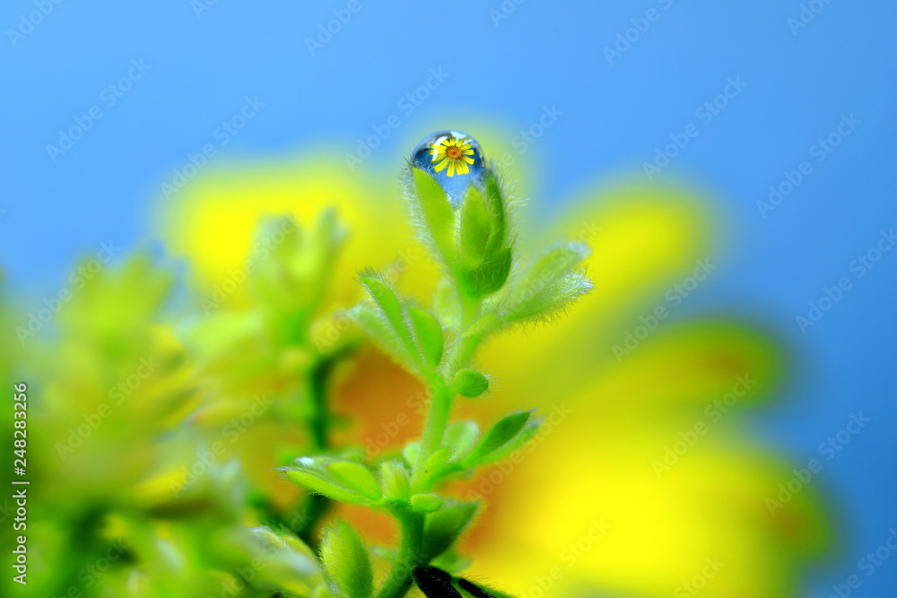 水滴に花 水中花 デージー 水滴 花に水滴 春の花 黄色の花 水滴stock Photo Adobe Stock