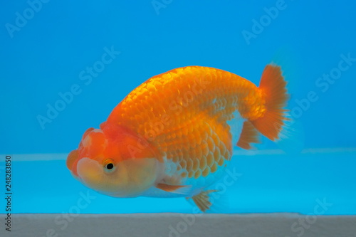 Beautiful Ranchu Lion Head Gold Fish in fresh water glass tank with blue background
