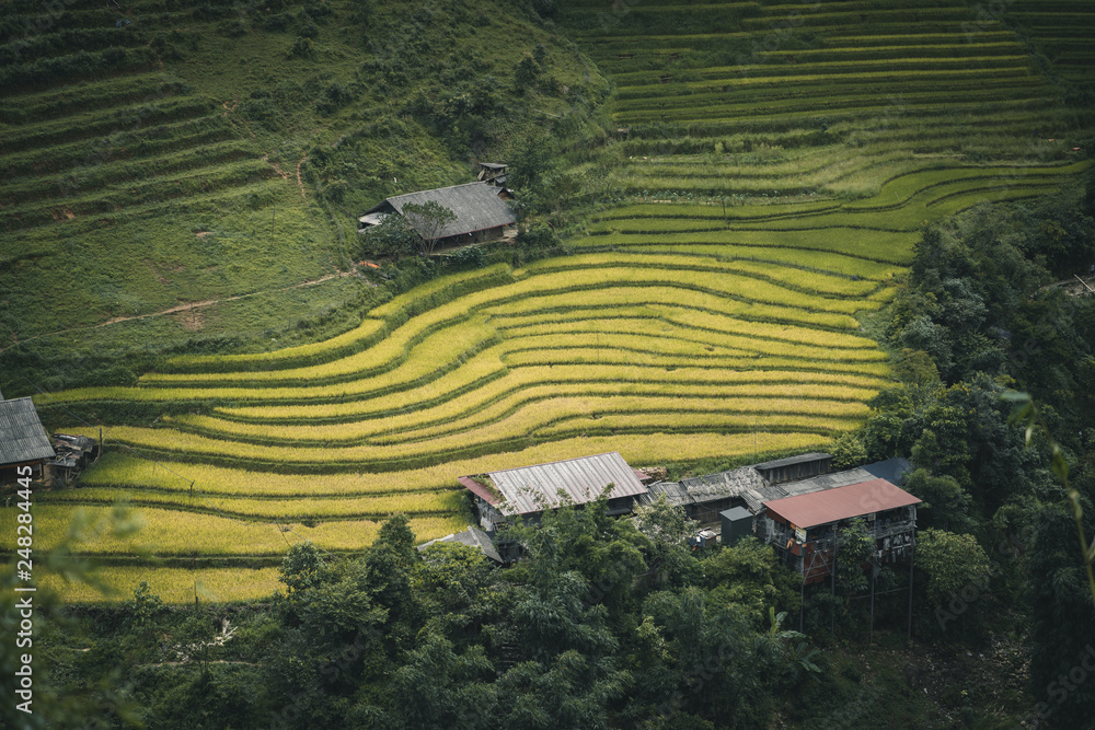 Paddy field at Sa Pa Vietnam