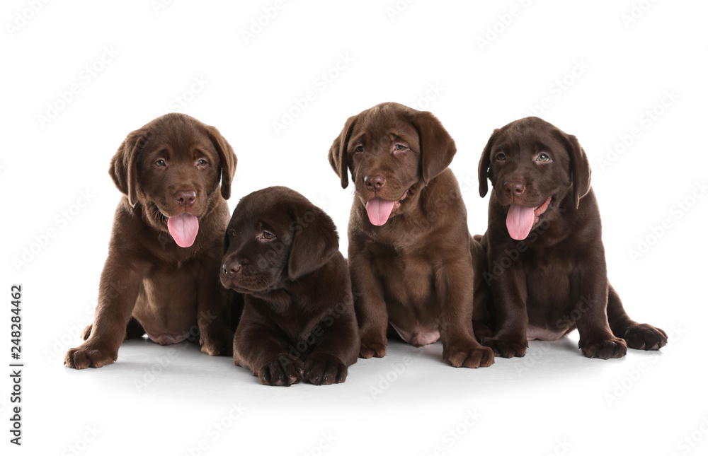 Chocolate Labrador Retriever puppies on white background