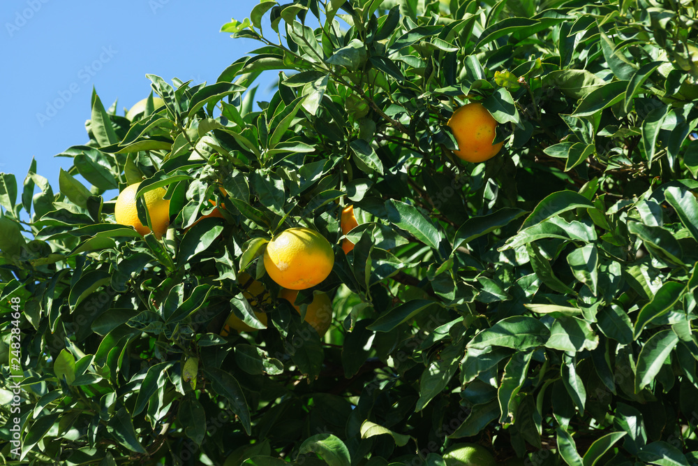 Green tree with raw growing oranges