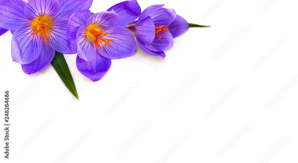Violet crocuses on a white background with space for text Violet crocuses on a white background with space for text