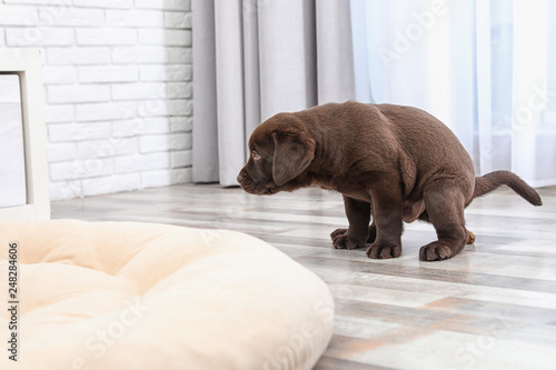 Quadro em tela Chocolate Labrador Retriever puppy pooping on floor indoors