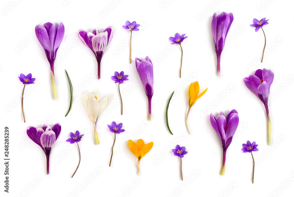 Fototapeta premium Violet, white, yellow crocuses (Crocus vernus) and violet flowers hepatica ( liverleaf or liverwort ) on a white background. Top view, flat lay
