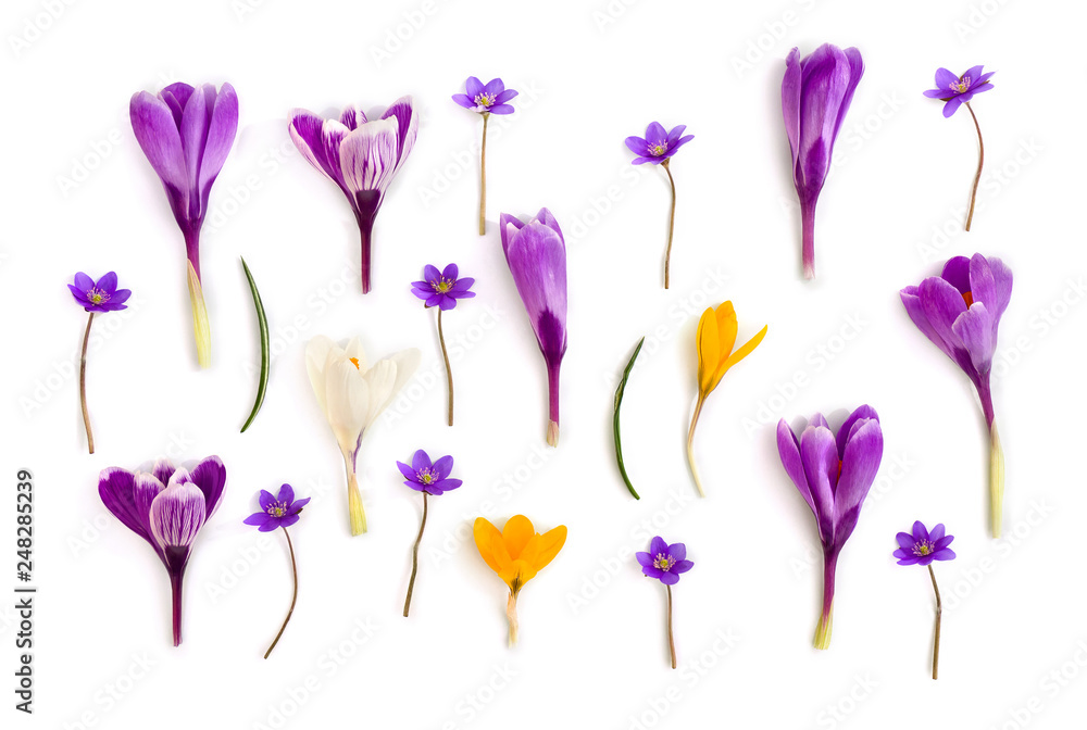 Violet, white, yellow crocuses (Crocus vernus) and violet flowers hepatica ( liverleaf or liverwort ) on a white background. Top view, flat lay