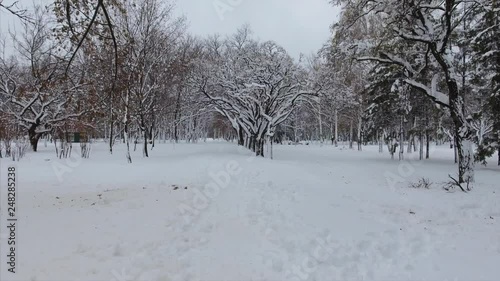 Wallpaper Mural 4K Beautiful shot of the winter trees standing in a line with the drone Torontodigital.ca
