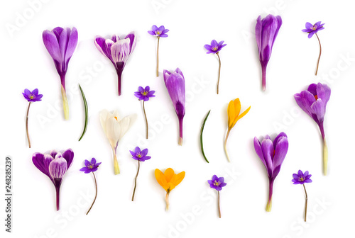 Violet, white, yellow crocuses (Crocus vernus) and violet flowers hepatica ( liverleaf or liverwort ) on a white background. Top view, flat lay © Anastasiia Malinich