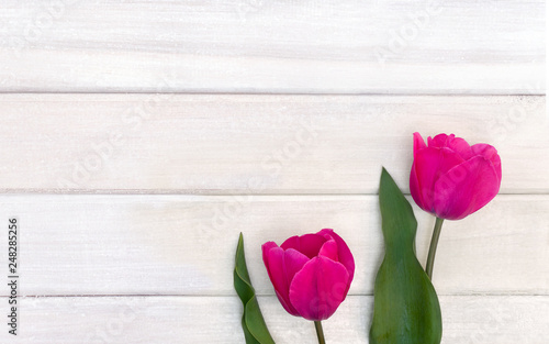 Decoration of Mothers day or Valentine day. Beautiful pink tulips on background of white painted wooden planks with space for text. Top view, flat lay