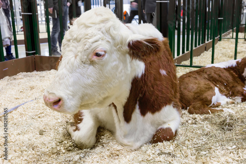 Cow. Kazakh white-headed breed. One of the best breeds of cows of the meat direction of productivity is the Kazakh white-headed. Head, chest, tassel of the tail and limbs are white in color. The body 