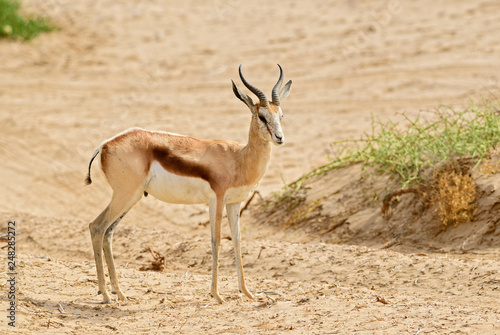 Springbok - Antidorcas marsupialis, beautiful iconic antelop from southern African bushes and plains, Namib desert, Namibia.