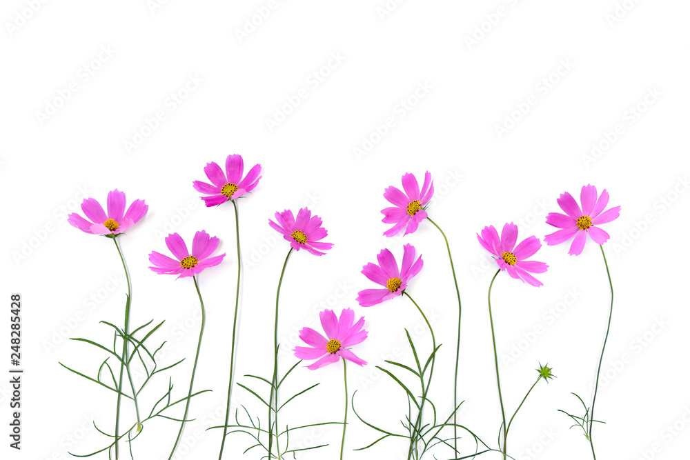 Pink flowers cosmos on a white background. Top view, flat lay