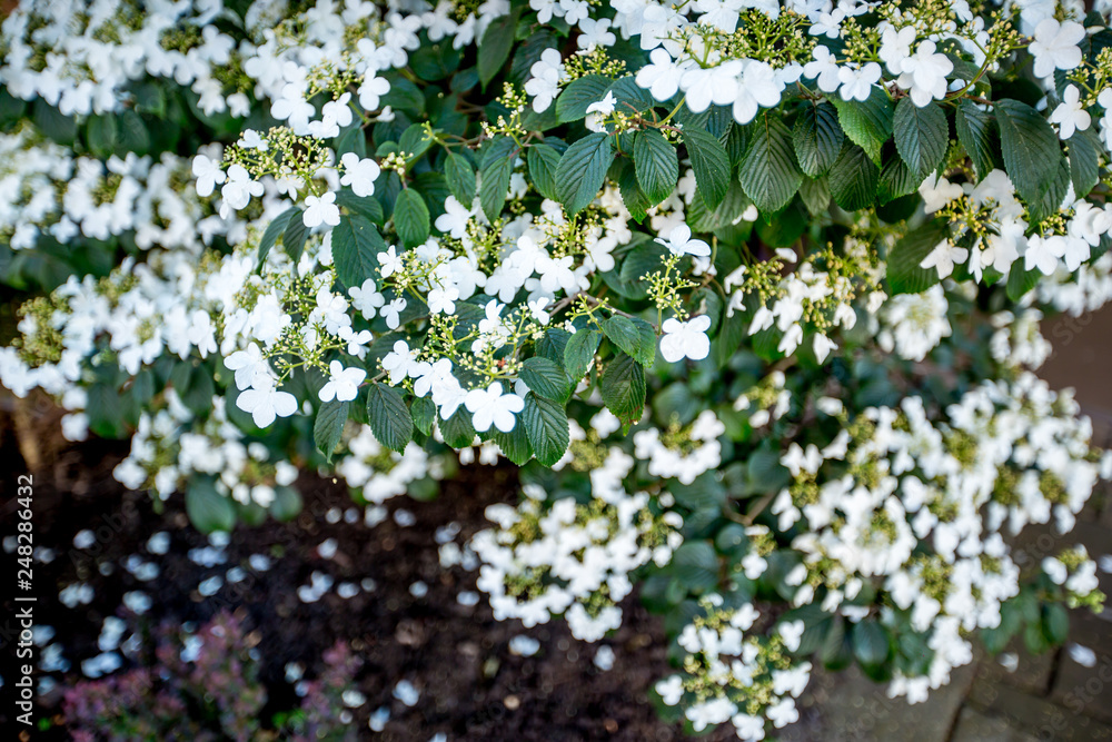 Fleur aubépine Vancouver street Fleur aubépine Vancouver street