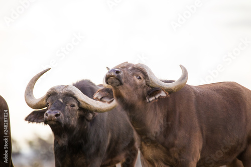 Close up image of Cape Buffalo in a nature reserve in South Africa