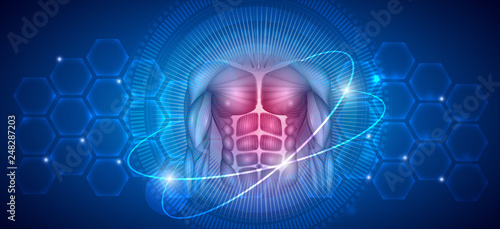 Human body Muscles, healthy lifestyle