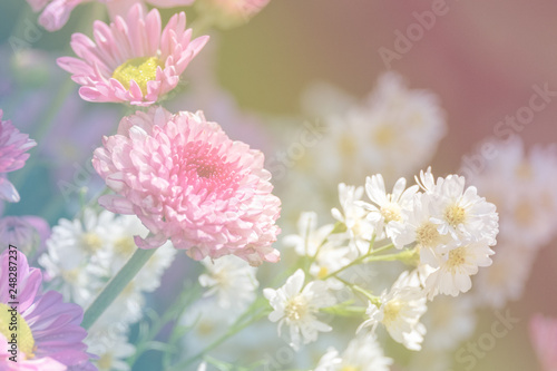 Flower blooming in pastel color style for background and backdrop use.