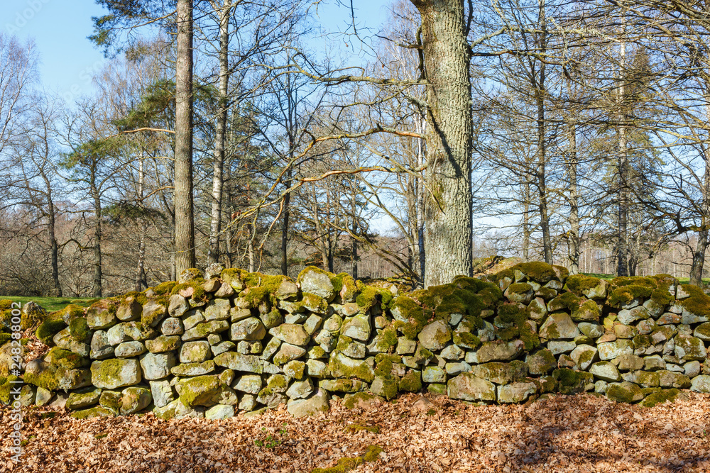 Old mossy stone wall in a forest