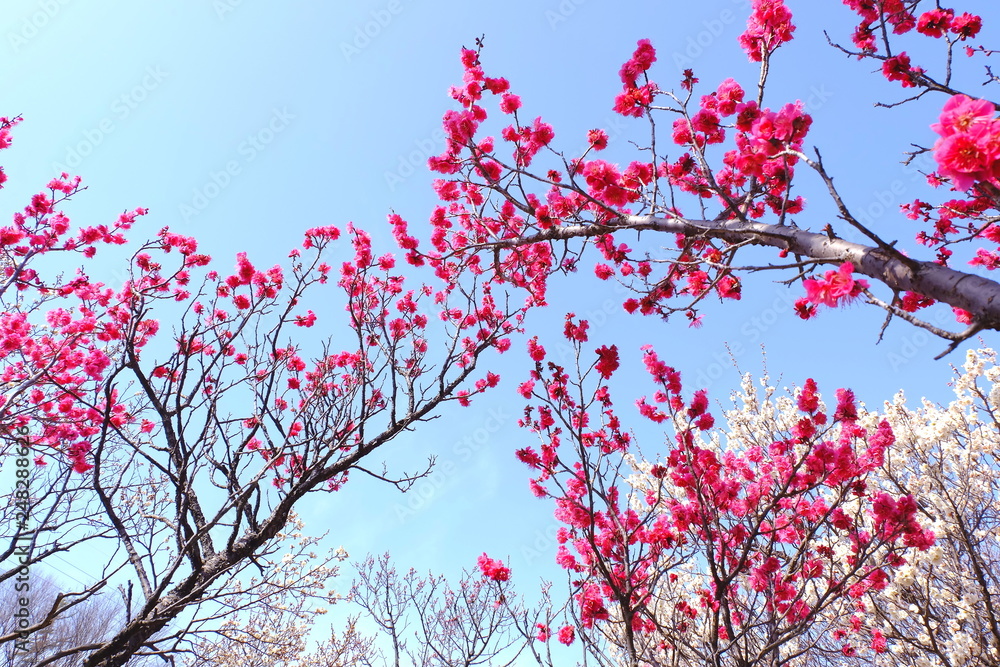紅梅と白梅　早春