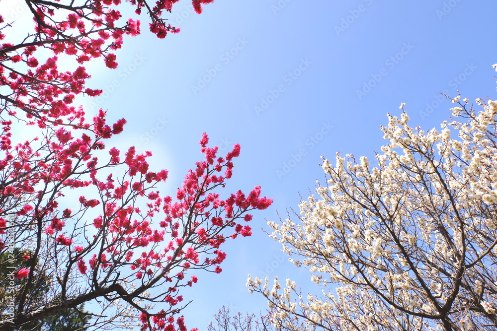 紅梅と白梅　早春