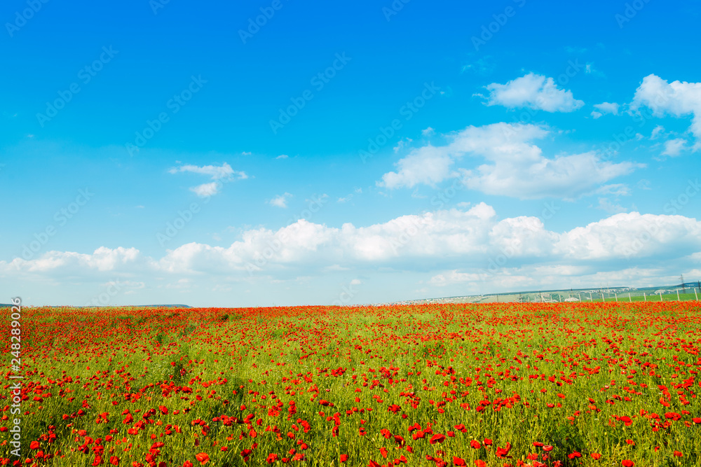 Poppy field against a background of clouds and blue sky.