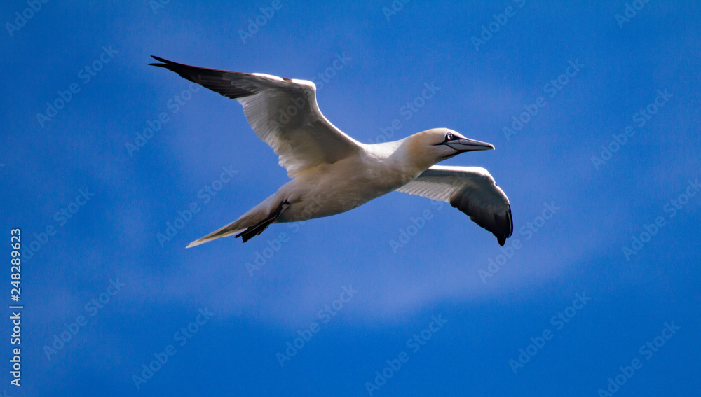 Northern Gannets Morus bassanus in flight Northern Gannets Morus bassanus in flight