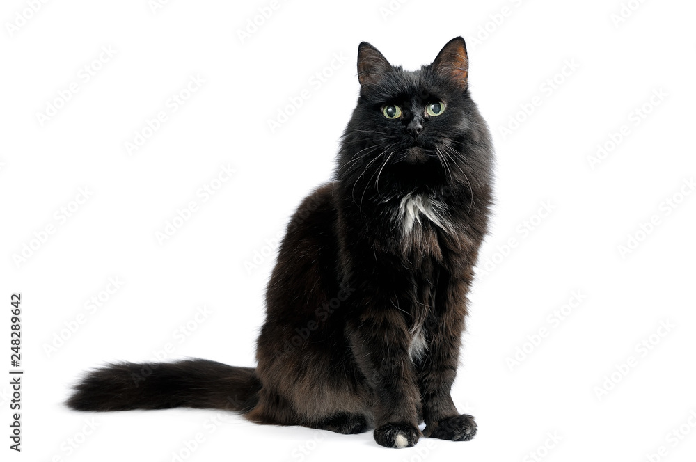 Cute black cat sitting on a white looking in camera Cute black cat sitting on a white looking in camera