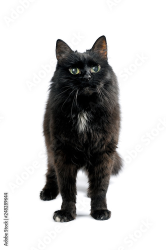Slika na platnu Studio portrait of black cat isolated on white background
