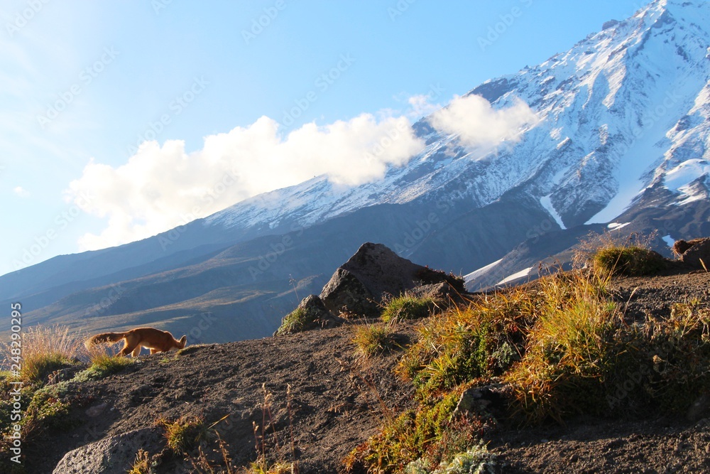 A beautiful wild red fox is visible on the slope of hill at the foot of Koryaksky volcano on the Kamchatka peninsula, Russia. A beautiful wild red fox is visible on the slope of hill at the foot of Koryaksky volcano on the Kamchatka peninsula, Russia.
