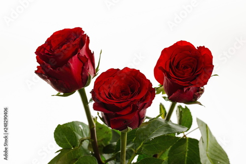Fototapeta Naklejka Na Ścianę i Meble -  Gorgeous red roses close up view isolated. Beautiful backgrounds. Red Roses backgrounds. Valentine day backgrounds.
