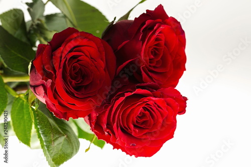 Gorgeous red roses close up view isolated. Beautiful backgrounds. Red Roses backgrounds. Valentine day backgrounds.