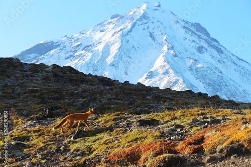 A beautiful wild red fox is visible on the slope of hill at the foot of Koryaksky volcano on the Kamchatka peninsula, Russia.