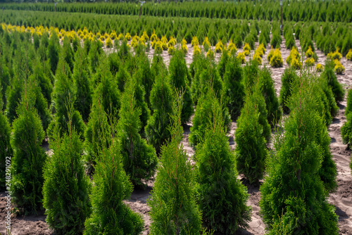 thuja planting garden