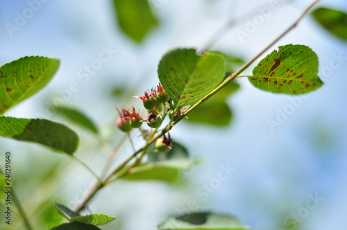 The twigs of shadberry berries on a bush with bright green leaves © buharina