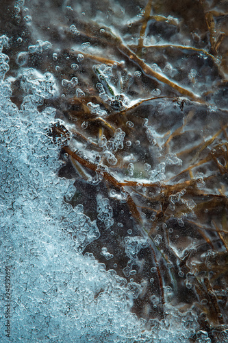 dry grass frozen in water