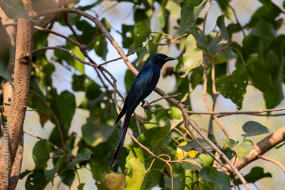 Obraz premium Black Drongo