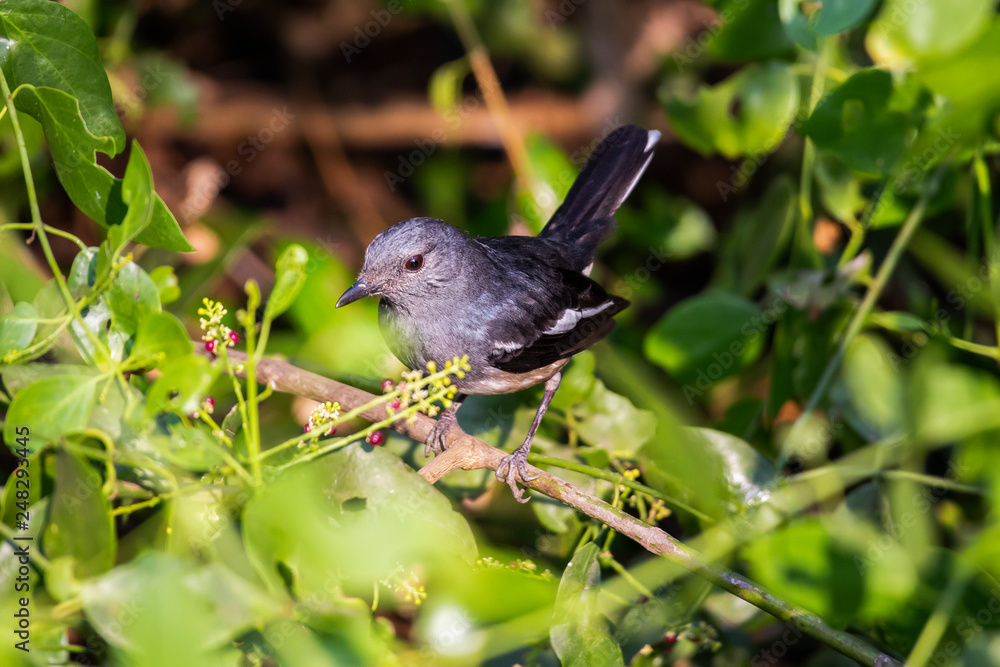 Obraz premium Oriental Magpie Robin female