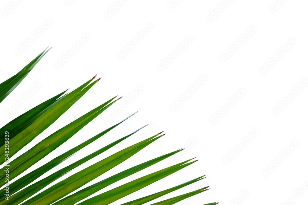 Tropical palm leaves on white isolated background for green foliage backdrop Tropical palm leaves on white isolated background for green foliage backdrop