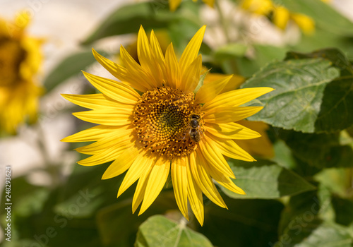 Blooming sunflowers against the background of a limestone wall