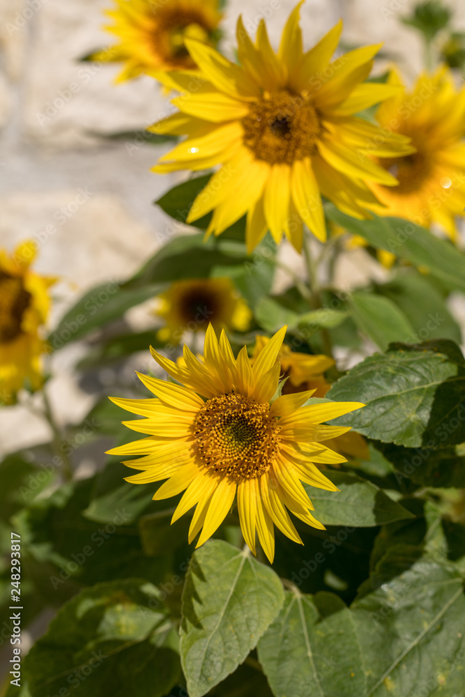 Blooming sunflowers against the background of a limestone wall Blooming sunflowers against the background of a limestone wall