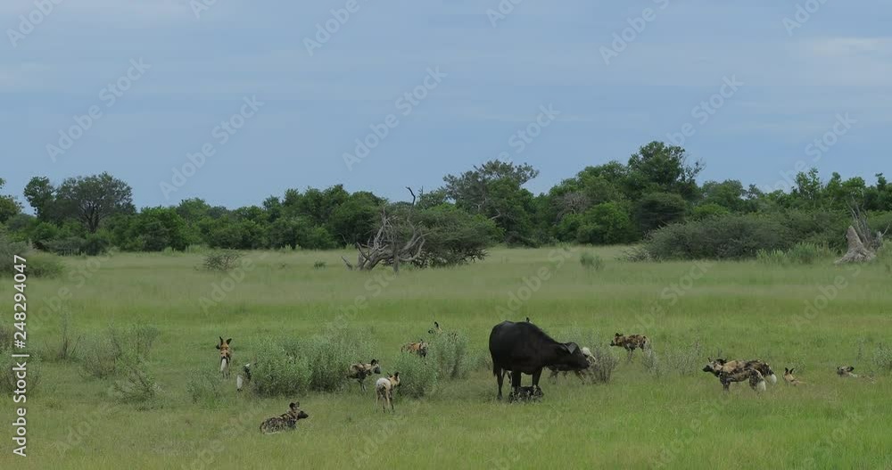 Wild Dog Hunting in Botswana, buffalo cow and calf with predator. Wildlife scene from Africa, Moremi, Okavango delta. Animal behaviour, pack pride of African wild dogs offensive attack on calf. Wild Dog Hunting in Botswana, buffalo cow and calf with predator. Wildlife scene from Africa, Moremi, Okavango delta. Animal behaviour, pack pride of African wild dogs offensive attack on calf.